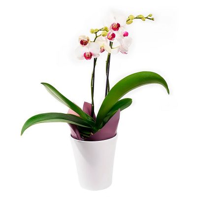 Орхидея в горшке «Двухстеблевая»