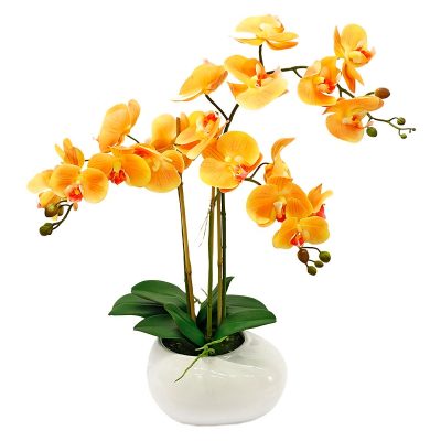 Орхидея в горшке «Темно-желтая»